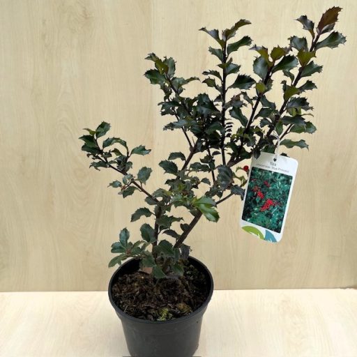 Ilex x meservae 'Blue Princess' - kék magyal (termő)