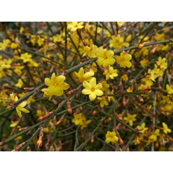 Téli jázmin - Jasminum nudiflorum Téli jázmin - Jasminum nudiflorum