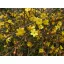 Téli jázmin - Jasminum nudiflorum