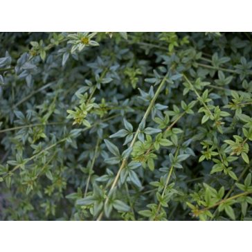 Téli jázmin - Jasminum nudiflorum