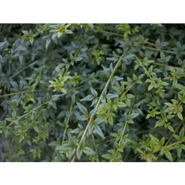 Téli jázmin - Jasminum nudiflorum