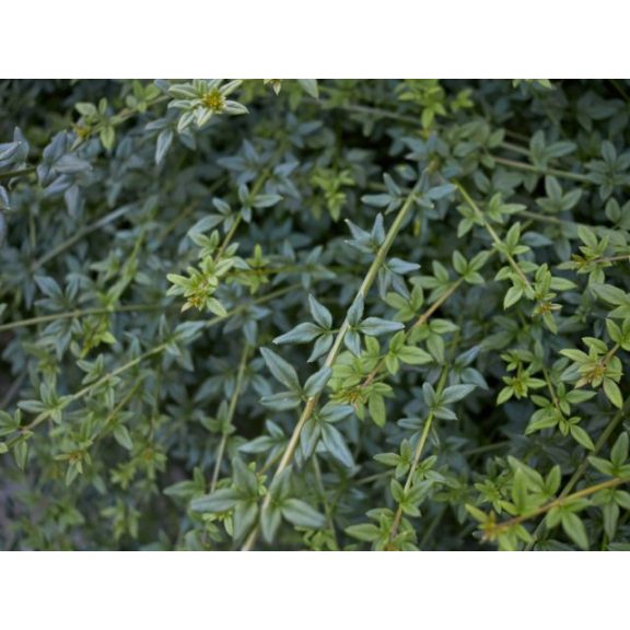 Téli jázmin - Jasminum nudiflorum