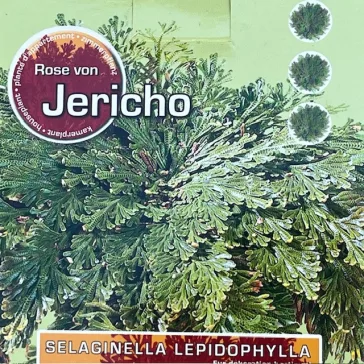 Jerikó rózsája - Selaginella lepidophylla
