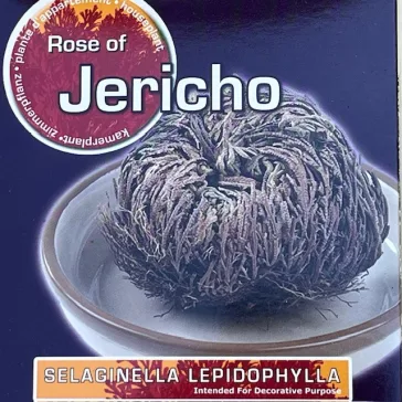Jerikó rózsája - Selaginella lepidophylla