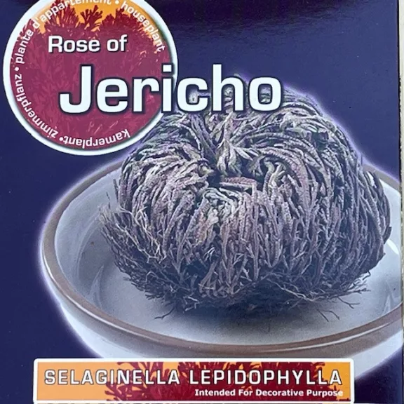 Jerikó rózsája - Selaginella lepidophylla