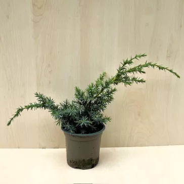   Juniperus chinensis 'Blue Alps' - kék alpesi boróka