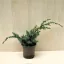 Juniperus chinensis 'Blue Alps' - kék alpesi boróka