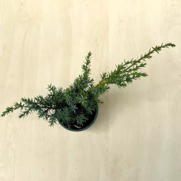   Juniperus chinensis 'Blue Alps' - kék alpesi boróka