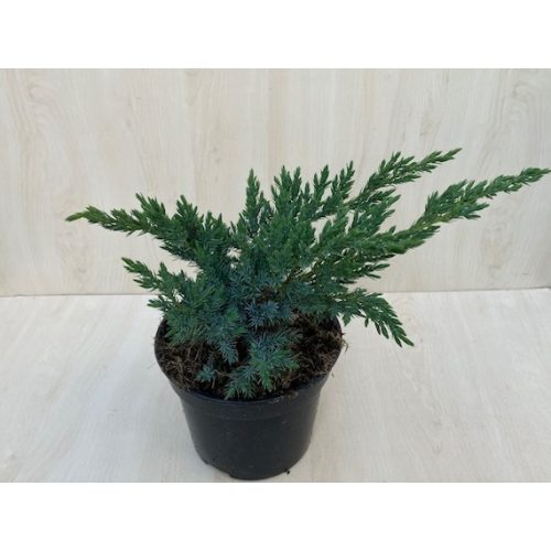 Juniperus squamata 'Blue Swede' - terülő himalájai boróka