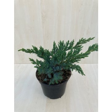   Juniperus squamata 'Blue Swede' - terülő himalájai boróka