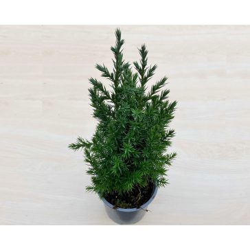 Juniperus chinensis 'Stricta' - Kínai boróka