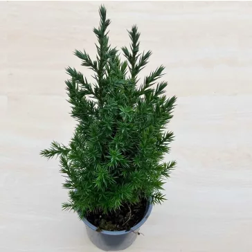   Juniperus chinensis 'Stricta' - Kínai boróka 60 cm 2 literest konténerben