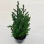 Juniperus chinensis 'Stricta' - Kínai boróka 60 cm 2 literest konténerben