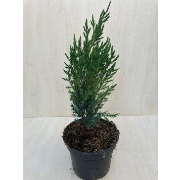 Juniperus chinensis 'Stricta' - Kínai boróka