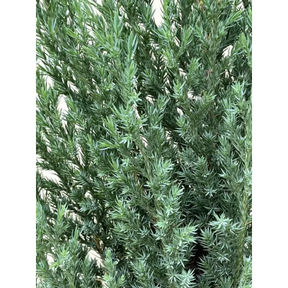 Juniperus chinensis 'Stricta' - Kínai boróka 60 cm 2 literest konténerben