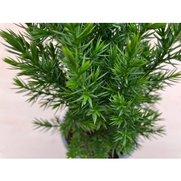 Juniperus chinensis 'Stricta' - Kínai boróka