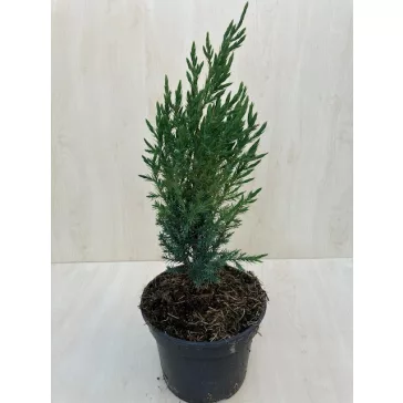   Juniperus chinensis 'Stricta' - Kínai boróka 60 cm 2 literest konténerben