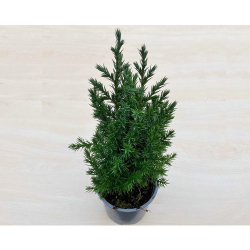 Juniperus chinensis 'Stricta' - Kínai boróka