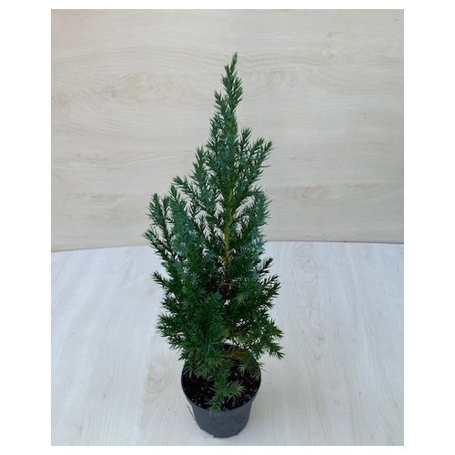 Juniperus chinensis - Kínai boróka