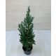 Juniperus chinensis - Kínai boróka