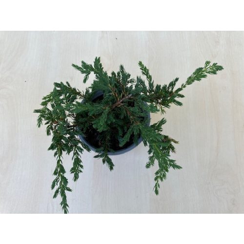 Juniperus communis 'Repanda'