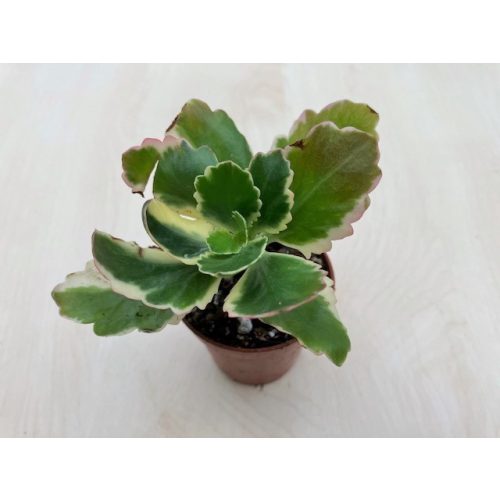 Kalanchoe blossfeldiana 'Aurora' pici