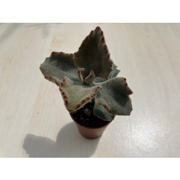 Kalanchoe beharensis 'Fang'