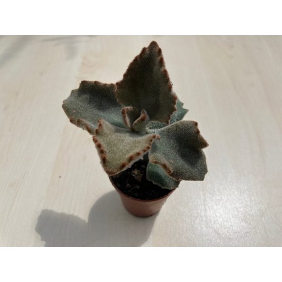 Kalanchoe beharensis 'Fang'