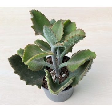 Kalanchoe beharensis 'Fang'