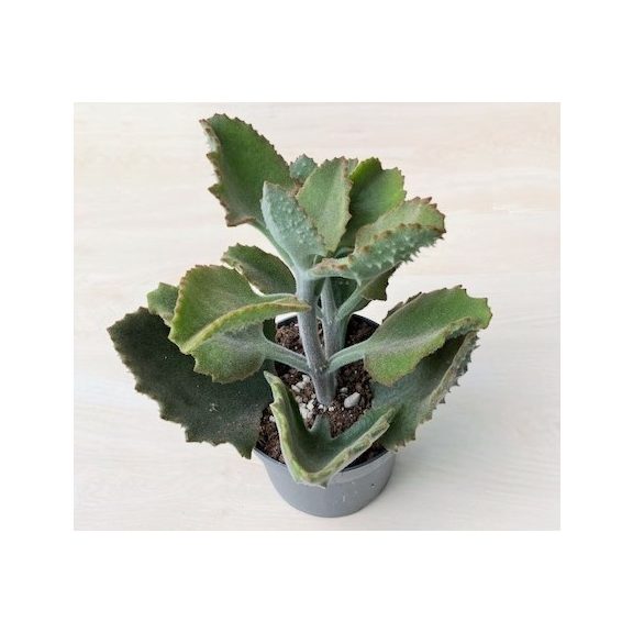 Kalanchoe beharensis 'Fang'