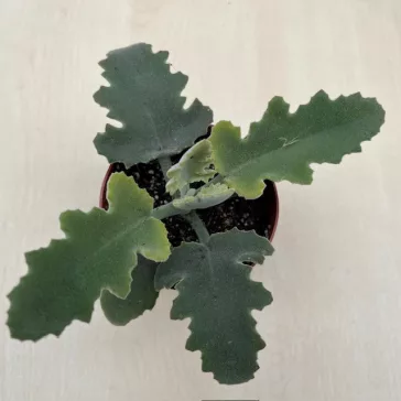 Kalanchoe beharensis – bársonyos levelű korallvirág