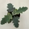 Kalanchoe beharensis – bársonyos levelű korallvirág