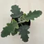 Kalanchoe beharensis – bársonyos levelű korallvirág