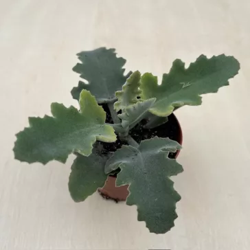 Kalanchoe beharensis – bársonyos levelű korallvirág