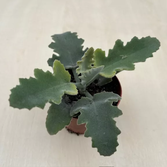 Kalanchoe beharensis – bársonyos levelű korallvirág