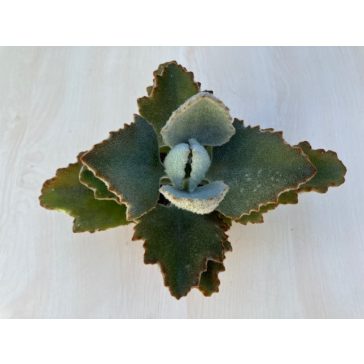 Kalanchoe beharensis 'Fang'
