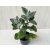 Kalanchoe beharensis 'Fang'