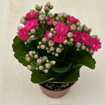 Korallvirág mini Pink