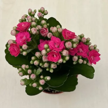 Korallvirág mini Pink
