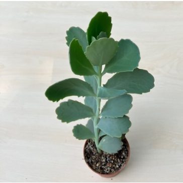 Kalanchoe fedtschenkoi