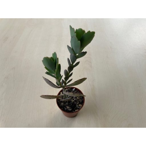 Kalanchoe fedtschenkoi