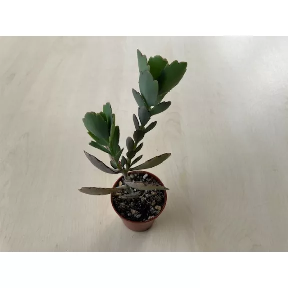 Kalanchoe fedtschenkoi