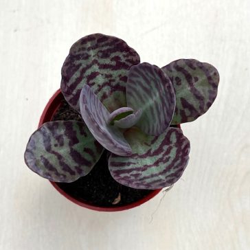 Kalanchoe humilis