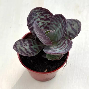 Kalanchoe humilis