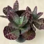 Kalanchoe humilis 'Desert Surprise' 