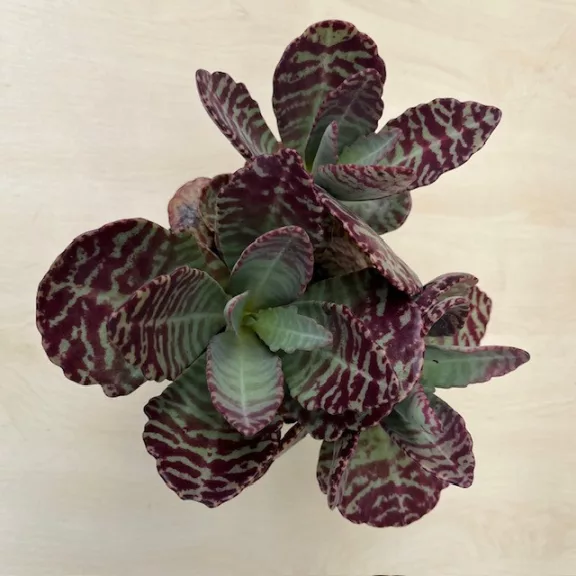 Kalanchoe humilis 'Desert Surprise' 