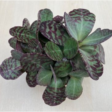 Kalanchoe humilis 'Desert Surprise' 