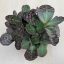 Kalanchoe humilis 'Desert Surprise' 