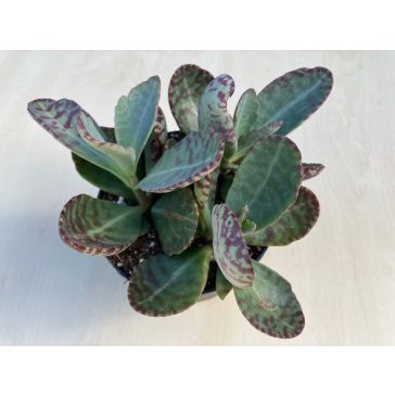 Kalanchoe humilis 'Desert Surprise' 