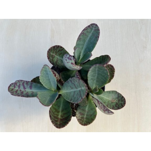 Kalanchoe humilis 'Desert Surprise' 
